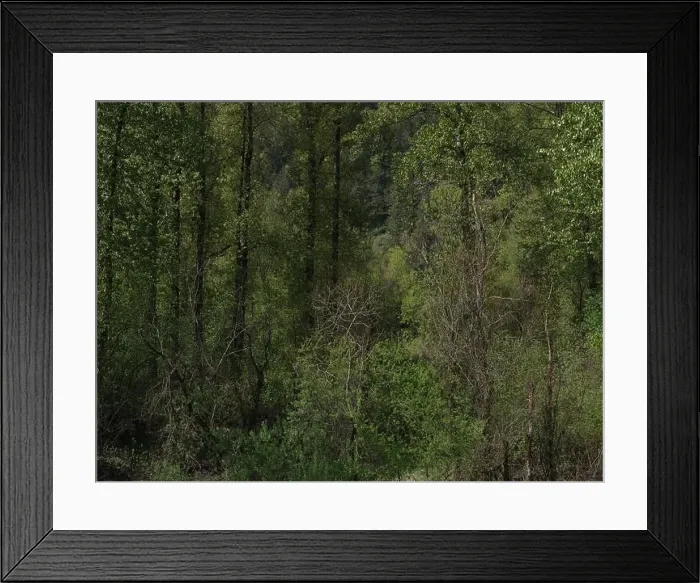 Framed Print : Vedder River Dyke - Trees II, Chilliwack, BC Framed Print : Vedder River Dyke - Trees II, Chilliwack, BC