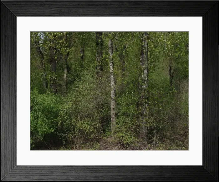 Framed Print : Vedder River Dyke - Trees II, Chilliwack, BC Framed Print : Vedder River Dyke - Trees II, Chilliwack, BC
