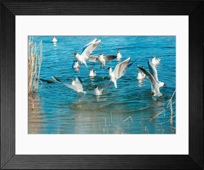 Framed Print : Playful seagulls against the backdrop of a pond with reeds. Birds with spread wings Framed Print : Playful seagulls against the backdrop of a pond with reeds. Birds with spread wings
