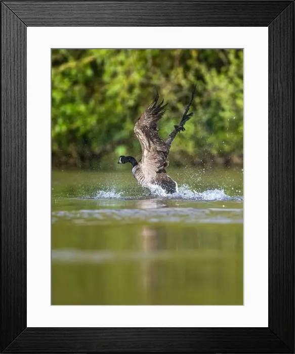 Framed Print : Canada Goose, Branta canadensis, bird running on water Framed Print : Canada Goose, Branta canadensis, bird running on water