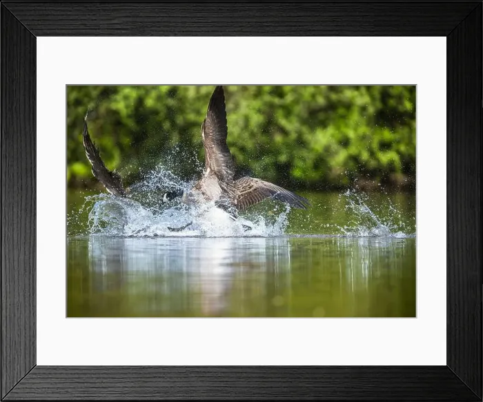 Framed Print : Canada Goose, Branta canadensis, geese in a water fight Framed Print : Canada Goose, Branta canadensis, geese in a water fight