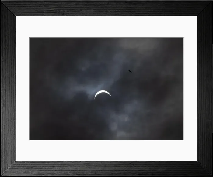 Framed Print : Partial solar eclipse with bird - moon covers sun Framed Print : Partial solar eclipse with bird - moon covers sun