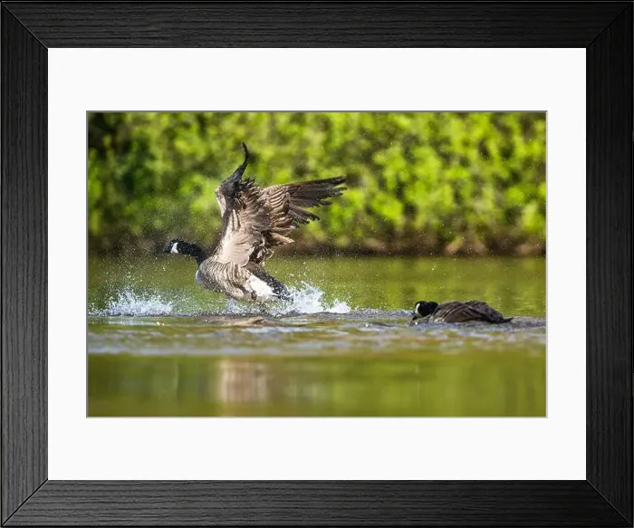 Framed Print : Canada Goose, Branta canadensis, bird running on water Framed Print : Canada Goose, Branta canadensis, bird running on water