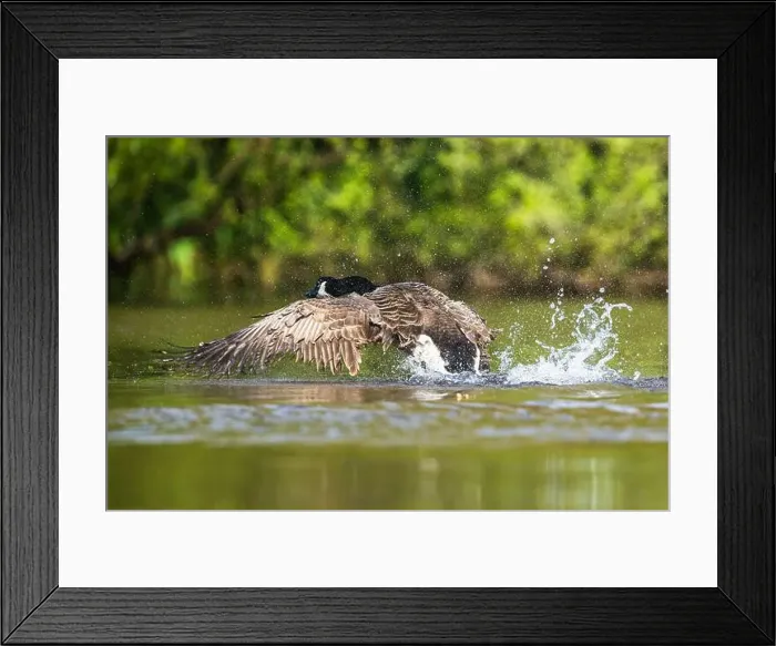 Framed Print : Canada Goose, Branta canadensis, bird running on water Framed Print : Canada Goose, Branta canadensis, bird running on water