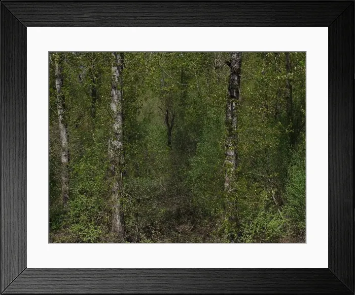 Framed Print : Vedder River Dyke - Trees II, Chilliwack, BC Framed Print : Vedder River Dyke - Trees II, Chilliwack, BC