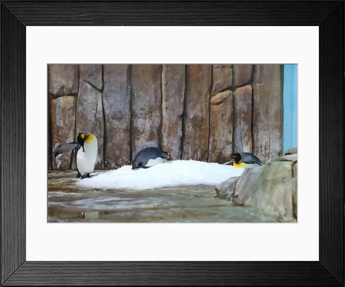 Framed Print : King Penguin standing on snowy rock face showing tail feathers and big feet Framed Print : King Penguin standing on snowy rock face showing tail feathers and big feet