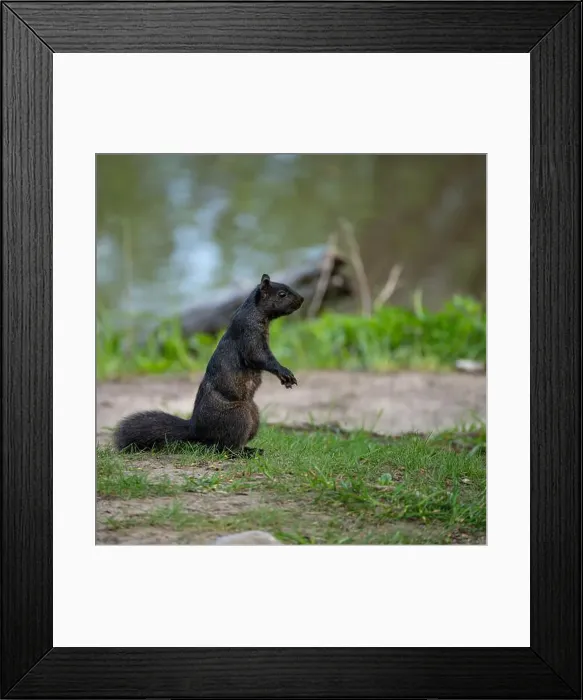 Framed Print : Black squirrel standing on grass with lake behind it Framed Print : Black squirrel standing on grass with lake behind it