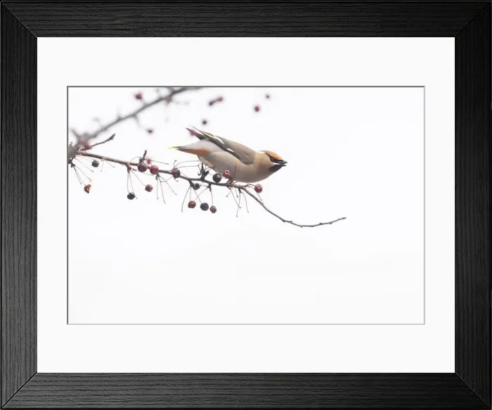 Framed Print : Bohemian waxwing (Bombycilla garrulus)