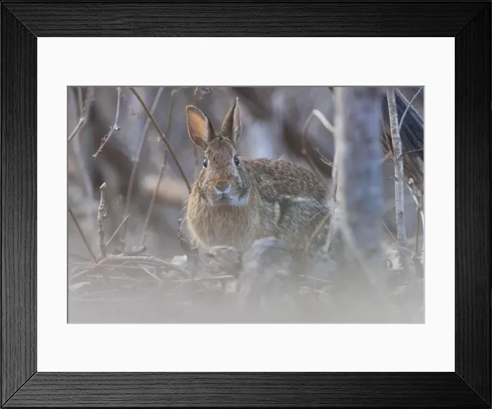 Framed Print : eastern cottontail (Sylvilagus floridanus) in spring Framed Print : eastern cottontail (Sylvilagus floridanus) in spring