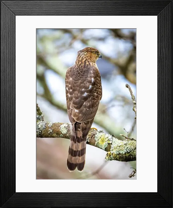 Framed Print : Beautiful juvenile Coopers Hawk close up portrait on the tree