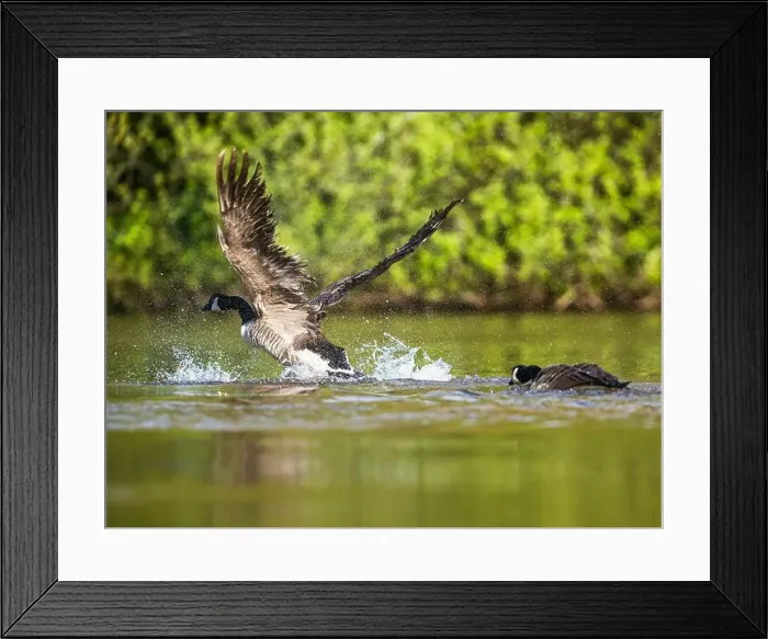 Framed Print : Canada Goose, Branta canadensis, bird running on water
