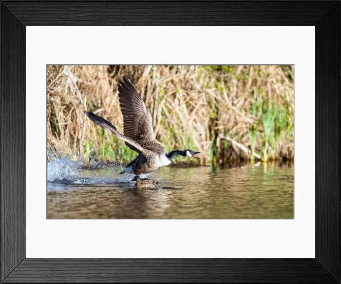 Framed Print : Canada Goose, Branta canadensis, bird running on water Framed Print : Canada Goose, Branta canadensis, bird running on water