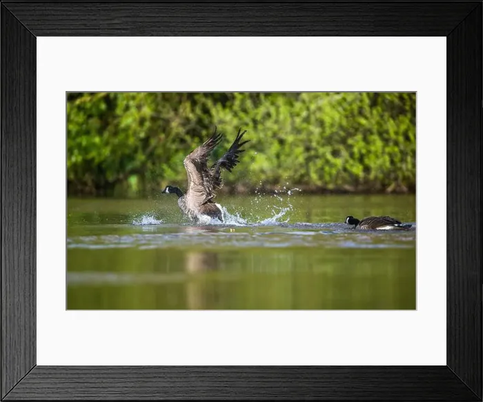Framed Print : Canada Goose, Branta canadensis, bird running on water Framed Print : Canada Goose, Branta canadensis, bird running on water