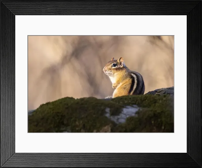 Framed Print : eastern chipmunk (Tamias striatus) in spring Framed Print : eastern chipmunk (Tamias striatus) in spring