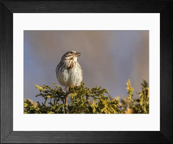 Framed Print : Male song sparrow (Melospiza melodia) singing in spring Framed Print : Male song sparrow (Melospiza melodia) singing in spring
