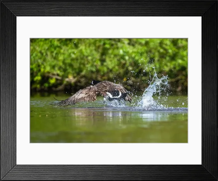 Framed Print : Canada Goose, Branta canadensis, bird running on water Framed Print : Canada Goose, Branta canadensis, bird running on water