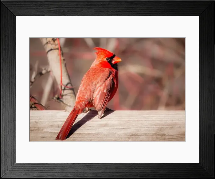 Framed Print : red male Northern Cardinal perched on the wooden railing Framed Print : red male Northern Cardinal perched on the wooden railing