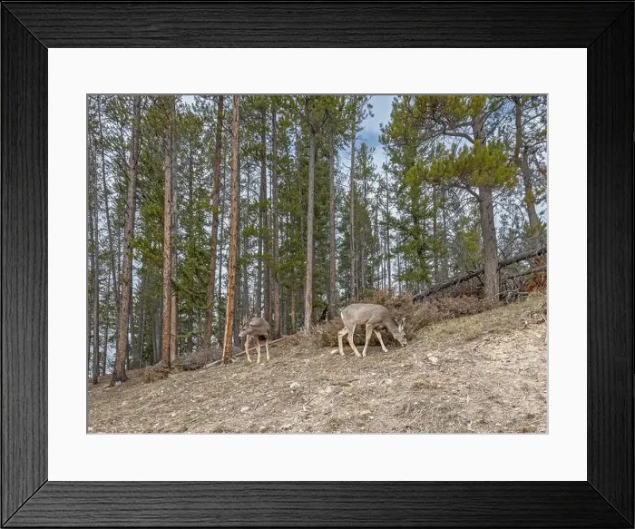 Framed Print : Two mule deer (Odocoileus hemionus) grazing on a rocky slope in Banff National Park, Alberta, Canada Framed Print : Two mule deer (Odocoileus hemionus) grazing on a rocky slope in Banff National Park, Alberta, Canada