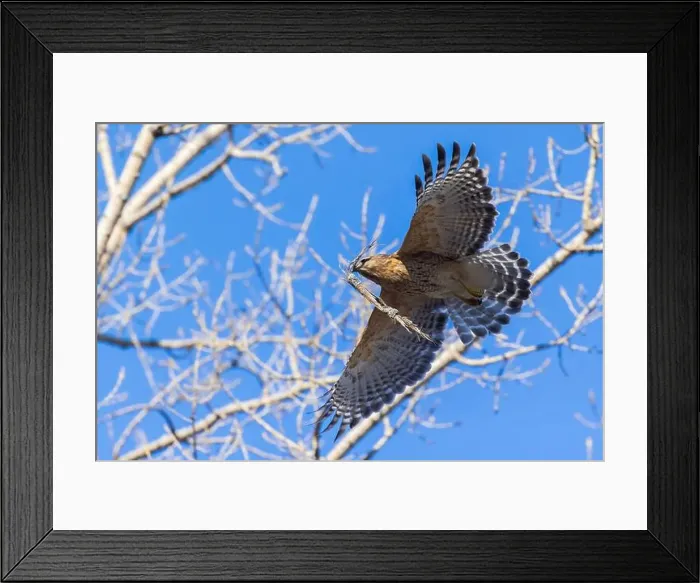 Framed Print : Red-shouldered hawk (Buteo lineatus) nesting Framed Print : Red-shouldered hawk (Buteo lineatus) nesting