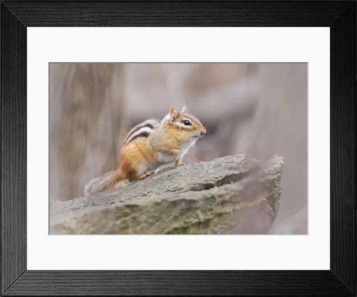 Framed Print : eastern chipmunk (Tamias striatus) in spring Framed Print : eastern chipmunk (Tamias striatus) in spring