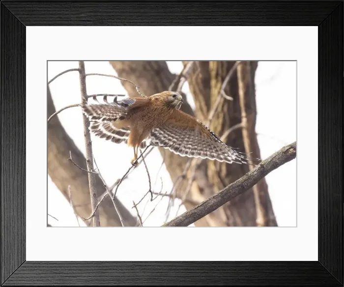 Framed Print : Red-shouldered hawk (Buteo lineatus) nesting Framed Print : Red-shouldered hawk (Buteo lineatus) nesting
