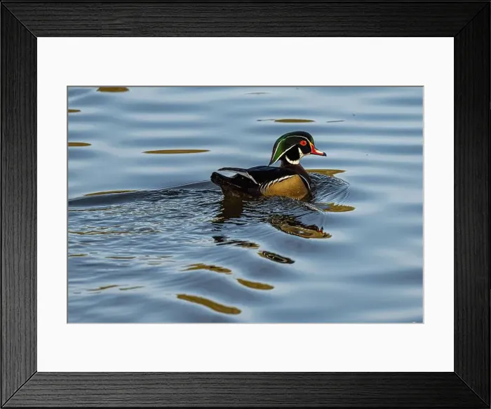 Framed Print : Male Wood Duck (Aix sponsa) on a Lake in Idaho Framed Print : Male Wood Duck (Aix sponsa) on a Lake in Idaho