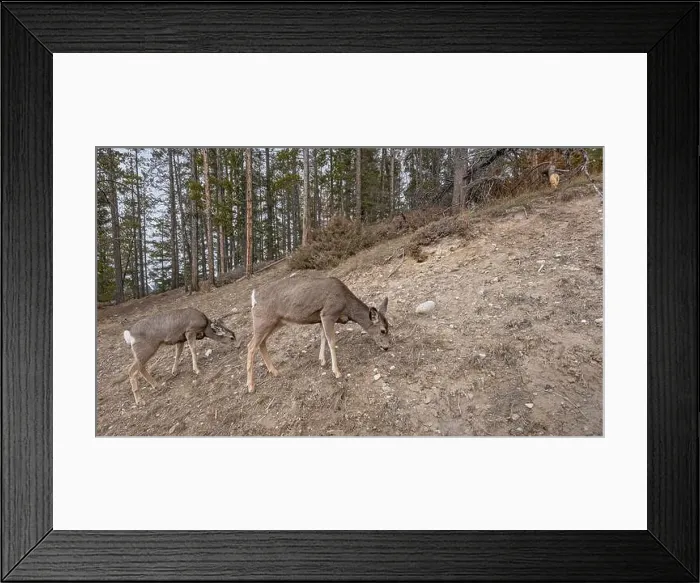 Framed Print : Two mule deer (Odocoileus hemionus) grazing on a rocky slope in Banff National Park, Alberta, Canada Framed Print : Two mule deer (Odocoileus hemionus) grazing on a rocky slope in Banff National Park, Alberta, Canada