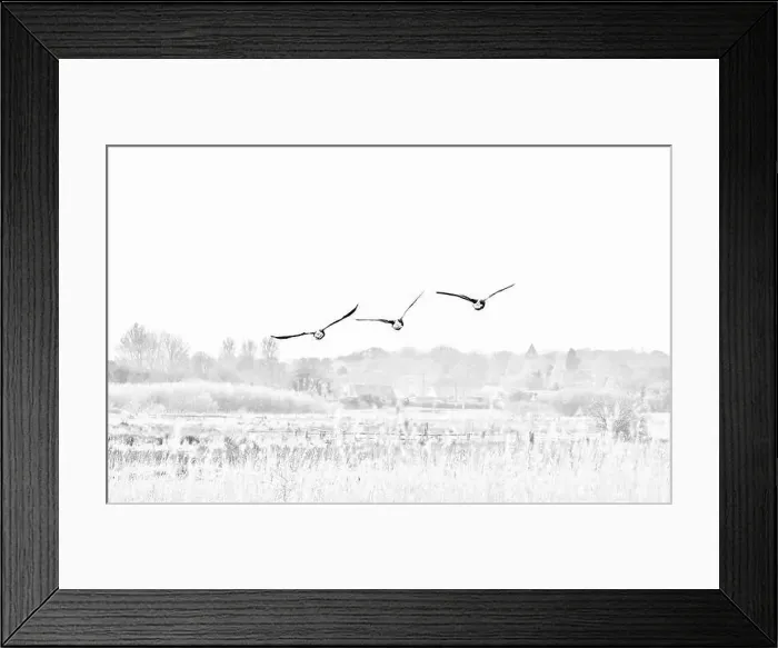 Framed Print : Canada Geese (Branta canadensis) Framed Print : Canada Geese (Branta canadensis)