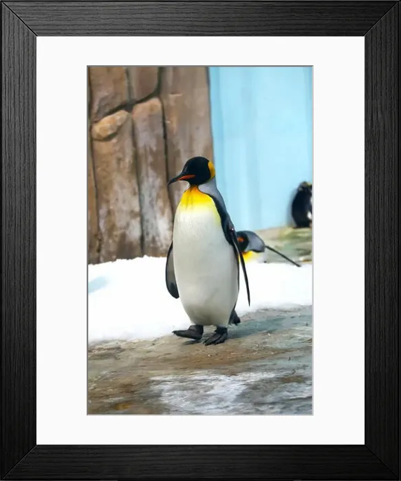 Framed Print : King Penguin standing on snowy rock face showing tail feathers and big feet Framed Print : King Penguin standing on snowy rock face showing tail feathers and big feet