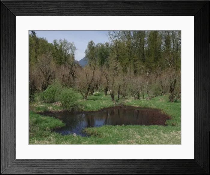 Framed Print : Vedder River Dyke - Trees II, Chilliwack, BC Framed Print : Vedder River Dyke - Trees II, Chilliwack, BC