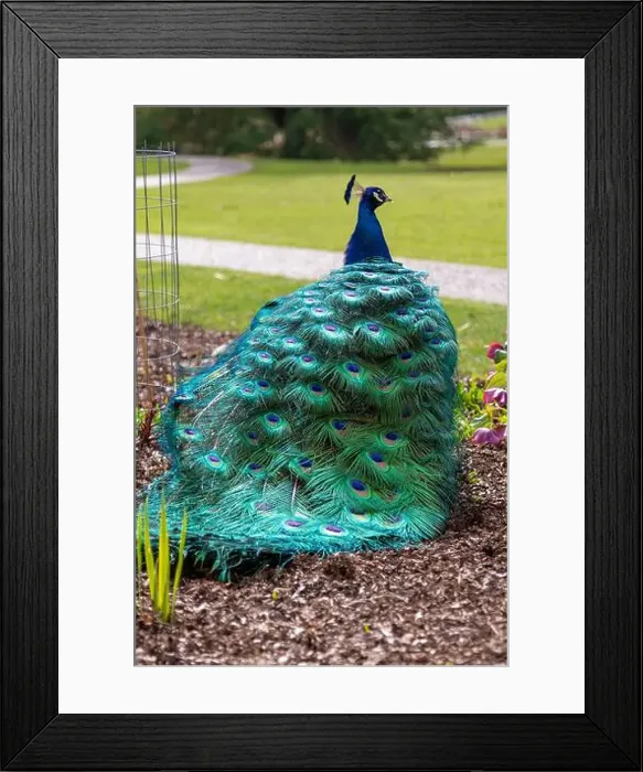 Framed Print : A male peacock and its bright plumage during the spring in Victoria, British Columbia, Canada Framed Print : A male peacock and its bright plumage during the spring in Victoria, British Columbia, Canada