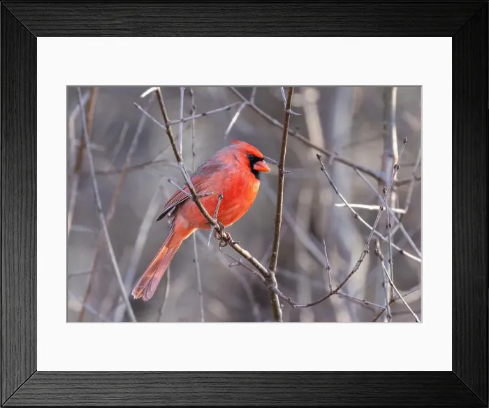 Framed Print : northern cardinal (Cardinalis cardinalis) Framed Print : northern cardinal (Cardinalis cardinalis)