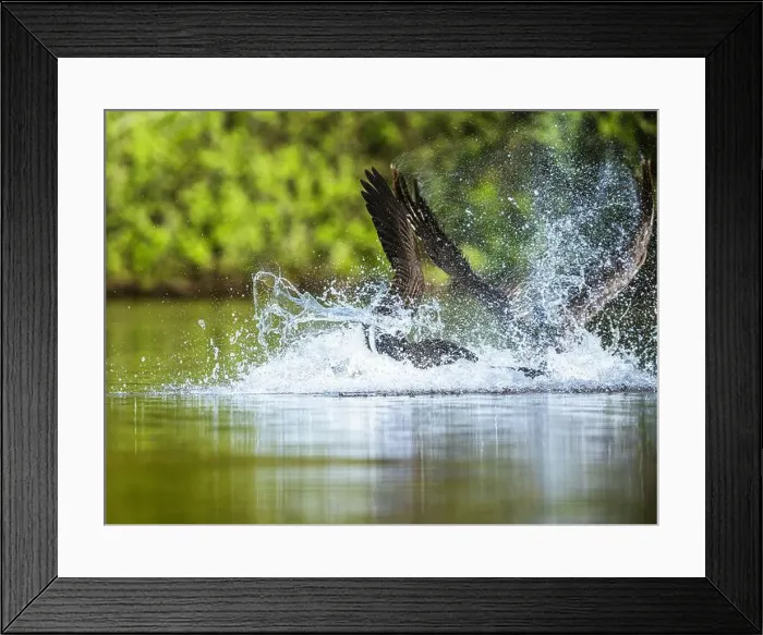 Framed Print : Canada Goose, Branta canadensis, geese in a water fight Framed Print : Canada Goose, Branta canadensis, geese in a water fight
