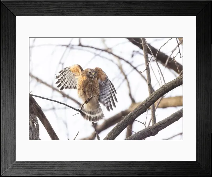 Framed Print : Red-shouldered hawk (Buteo lineatus) nesting Framed Print : Red-shouldered hawk (Buteo lineatus) nesting
