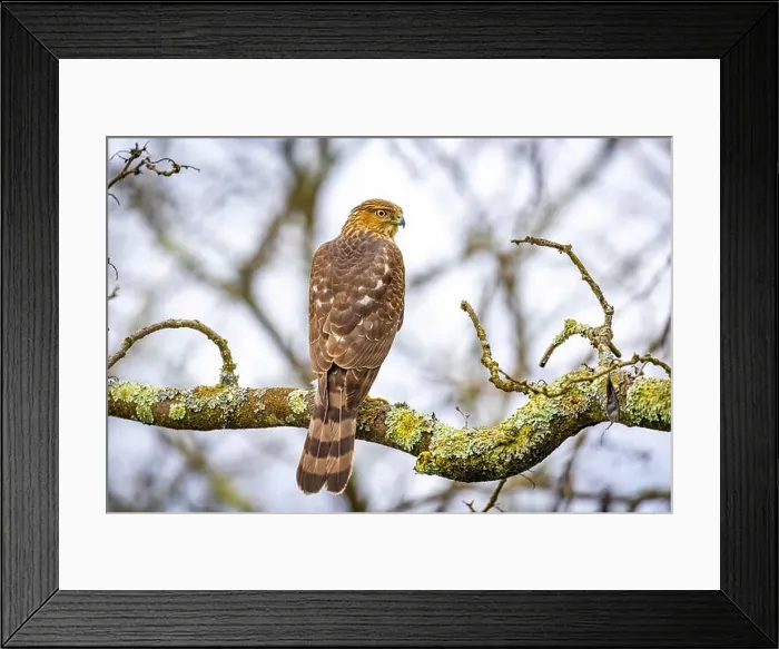 Framed Print : Beautiful juvenile Coopers Hawk close up portrait on the tree Framed Print : Beautiful juvenile Coopers Hawk close up portrait on the tree