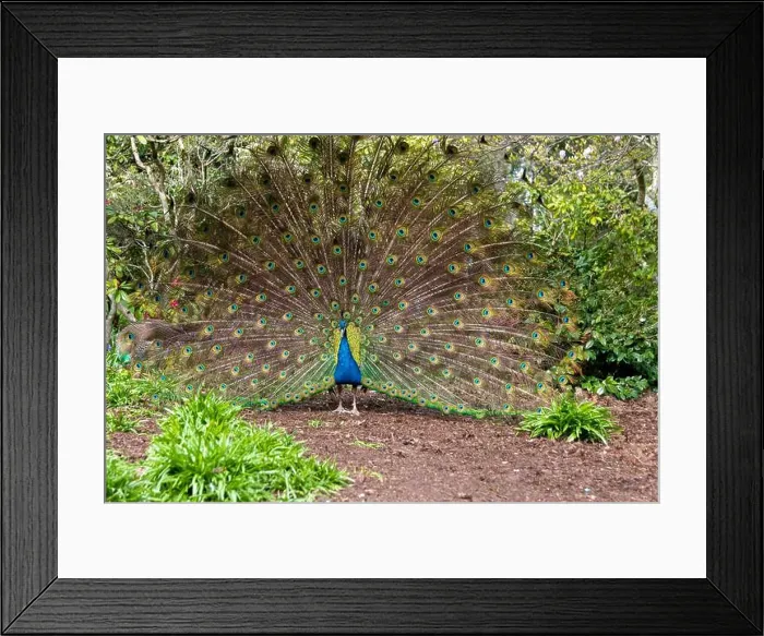 Framed Print : A male peacock and its bright plumage during the spring in Victoria, British Columbia, Canada Framed Print : A male peacock and its bright plumage during the spring in Victoria, British Columbia, Canada