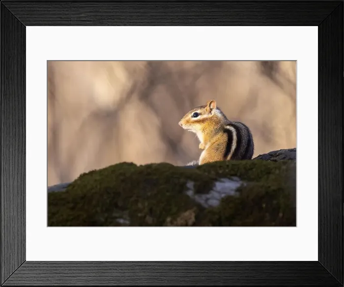 Framed Print : eastern chipmunk (Tamias striatus) in spring Framed Print : eastern chipmunk (Tamias striatus) in spring