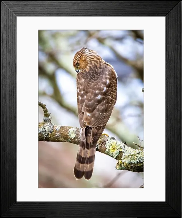 Framed Print : Beautiful juvenile Coopers Hawk close up portrait on the tree Framed Print : Beautiful juvenile Coopers Hawk close up portrait on the tree