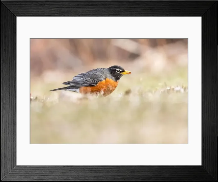 Framed Print : American robin (Turdus migratorius) in spring Framed Print : American robin (Turdus migratorius) in spring