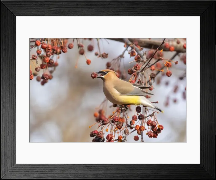 Framed Print : cedar waxwing (Bombycilla cedrorum) in spring Framed Print : cedar waxwing (Bombycilla cedrorum) in spring
