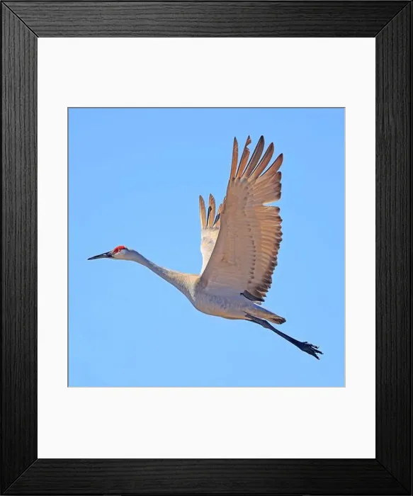 Framed Print : Sandhill crane in flight above the marsh, Dundee, Quebec Framed Print : Sandhill crane in flight above the marsh, Dundee, Quebec