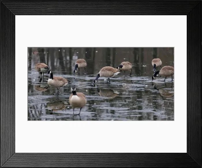 Framed Print : Canada geese (Branta canadensis) on a frozen lake, Germany Framed Print : Canada geese (Branta canadensis) on a frozen lake, Germany