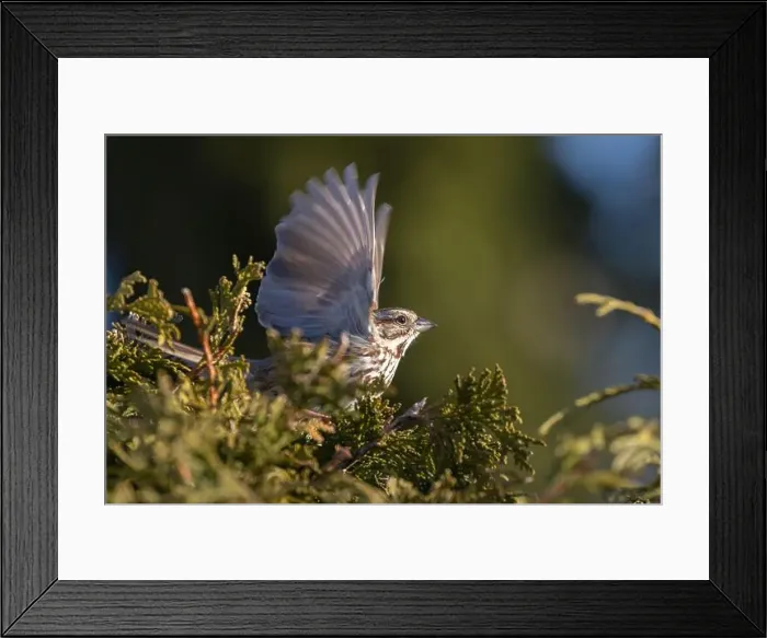Framed Print : Male song sparrow (Melospiza melodia) singing in spring Framed Print : Male song sparrow (Melospiza melodia) singing in spring