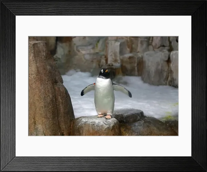 Framed Print : King Penguin standing on snowy rock face showing tail feathers and big feet