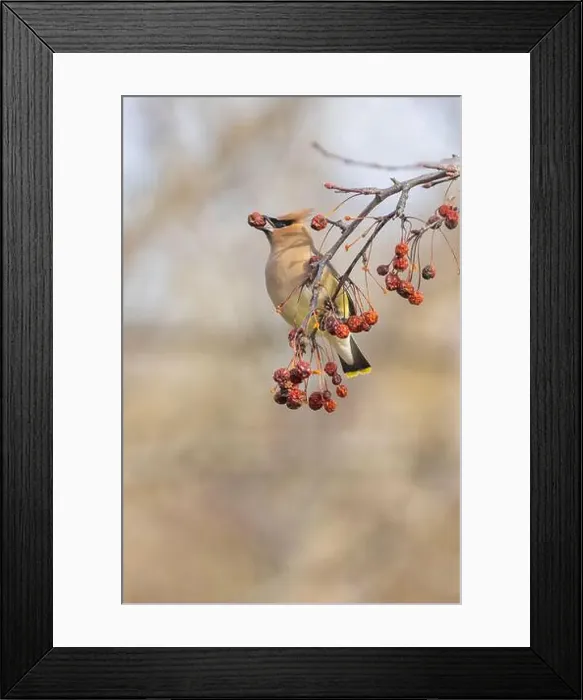 Framed Print : cedar waxwing (Bombycilla cedrorum) in spring Framed Print : cedar waxwing (Bombycilla cedrorum) in spring