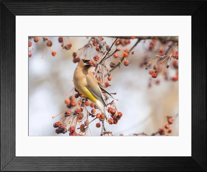 Framed Print : cedar waxwing (Bombycilla cedrorum) in spring Framed Print : cedar waxwing (Bombycilla cedrorum) in spring