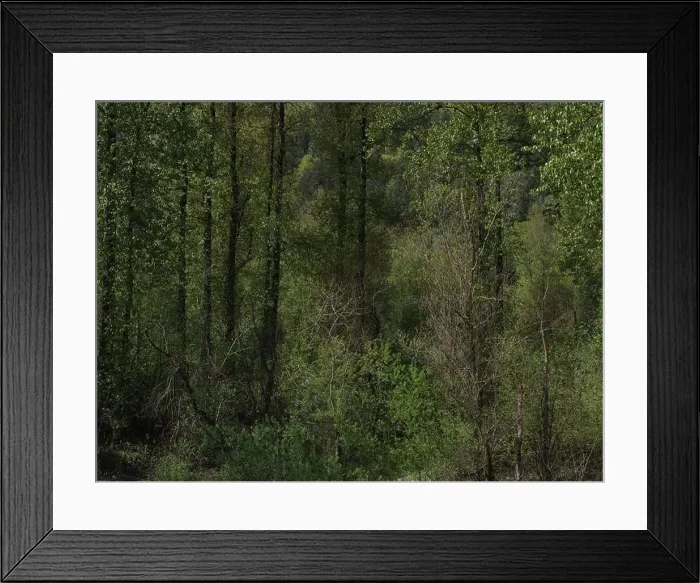Framed Print : Vedder River Dyke - Trees II, Chilliwack, BC Framed Print : Vedder River Dyke - Trees II, Chilliwack, BC