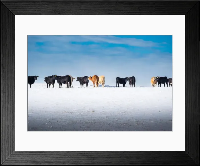 Framed Print : Cattle standing in a row on a snow covered field at a Western Ranch in Alberta Canada Framed Print : Cattle standing in a row on a snow covered field at a Western Ranch in Alberta Canada