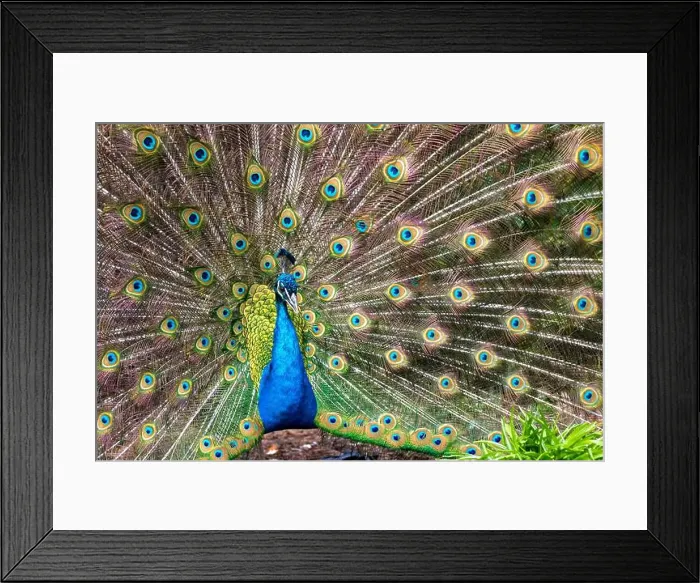 Framed Print : A male peacock and its bright plumage during the spring in Victoria, British Columbia, Canada Framed Print : A male peacock and its bright plumage during the spring in Victoria, British Columbia, Canada