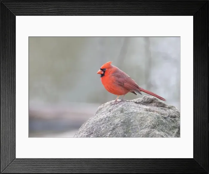 Framed Print : northern cardinal (Cardinalis cardinalis) Framed Print : northern cardinal (Cardinalis cardinalis)